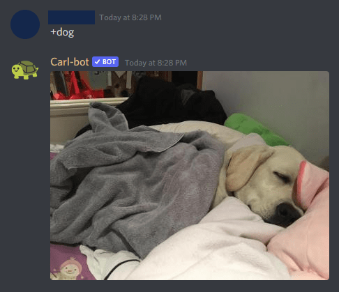 Discord bot toont het plaatje van een hond